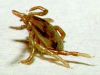 成虫のメスのマダニ(側面図)