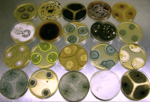 無菌培養で生育する真菌(子嚢菌類)は、それぞれが選択された単一の生物の培養であり、他の生物は一切含まれていないため、培養された生物を単独で研究することができる。