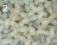 光はZymoseptoria triticiの酵母のような成長を刺激します。[13] V8寒天培地上でのZymoseptoria triticiの酵母のような成長のクローズアップ。