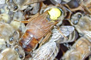 養蜂家が付ける色のついた点は、セイヨウミツバチの女王蜂を識別するための目印となる。