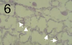 病原性の無症状の生物栄養期における Zymoseptoria tritici の細胞間菌糸 (矢印) による葉肉組織のコロニー形成。