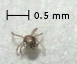 北アメリカ産の幼虫ハダニ
