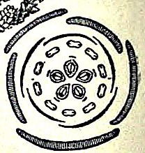 セダム エーカーの花図
