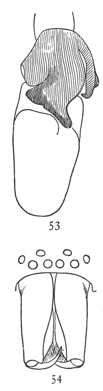 Clubiona maritima は、Clubionidae 科のクモの一種です。米国、カナダ、カリブ海に生息しています。