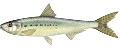 パシフィックイワシ、Sardinops sagax caerulea