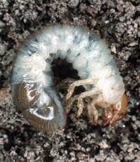ニホンコガネの幼虫(蛆虫)