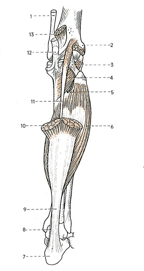 足底筋（8番と11番の筋）とその周囲の解剖学的構造。右下肢。（シャルピーによる図解）