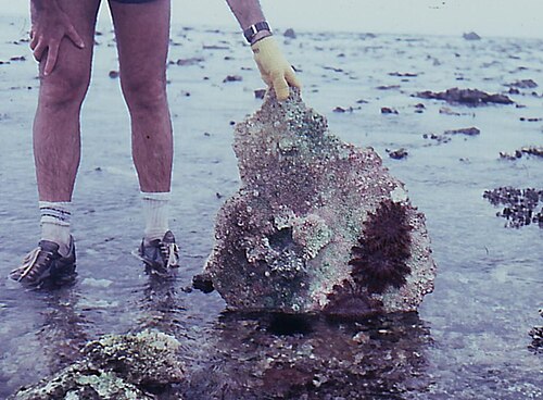 サンゴの瓦礫の下に隠れた幼魚
