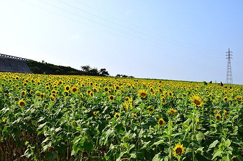 知多郡南知多町