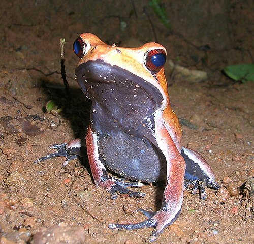 繁殖期の雄の腹面