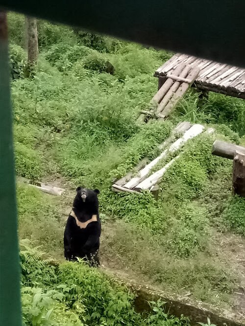 カンチェンジュンガ国立公園のヒマラヤツキノワグマ