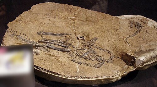 発見されたときと同じ姿勢で2体の骸骨が博物館に展示されている