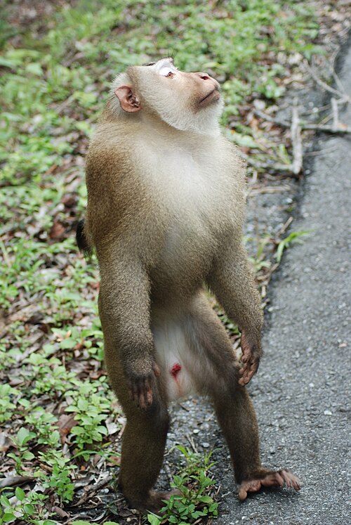 タイのカオヤイ国立公園の雄の成人