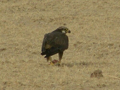 成鳥、タール砂漠、ラジャスタン州（インド）。