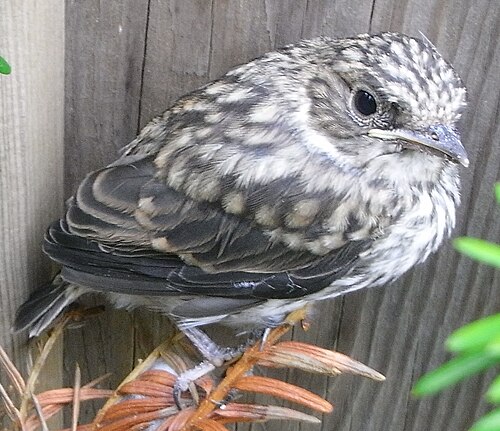 巣を離れた直後のヒタキの幼鳥。