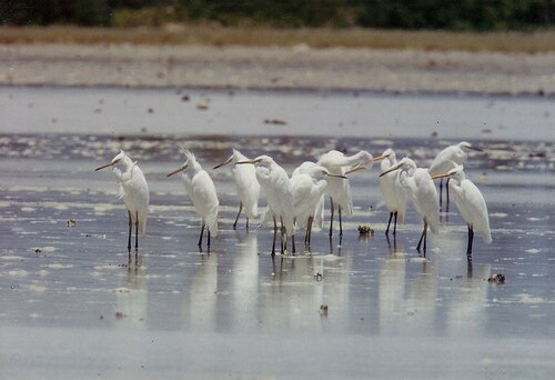 シナサギ Egretta eulophotes