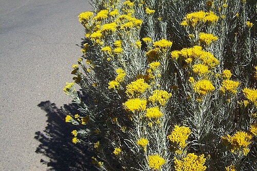 クレストーン郵便局で使用されている装飾用ラビットブラシの花。