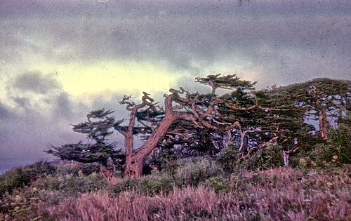 卓越風の影響を示す木々、1981年