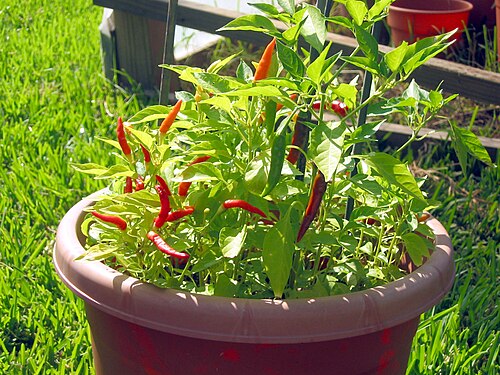 ピリピリ（C. frutescens 'African Devil'）