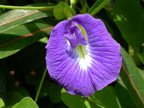 クリトリアの花の形は、属名の由来となった。