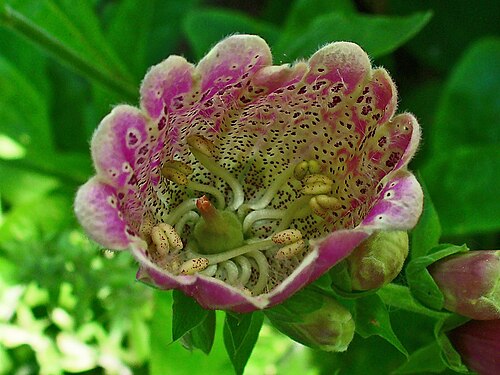 擬似ペロリアを示す巨大な花