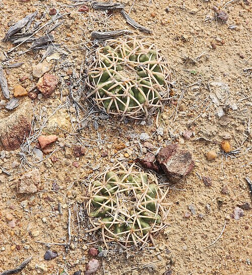 ブラジルのバイーア州の自生地で生育している植物