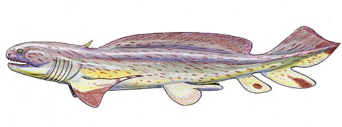 ゼナカント（Lebachacanthus senckenbergianus）