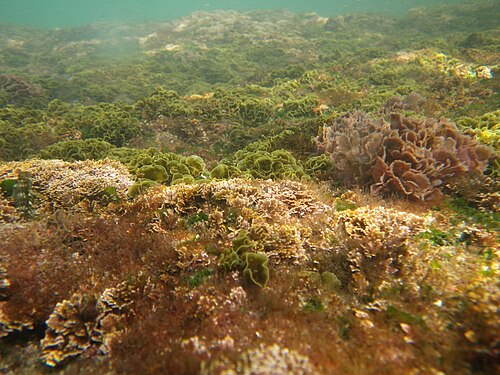 浅瀬の海底に生育するさまざまな藻類