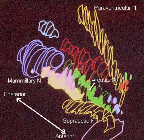 視床下部の片側にある視床下部核。3Dコンピューター再構成画像[18]