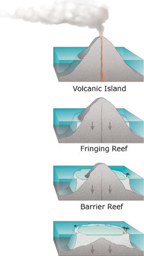 サンゴ礁の発達には4つの段階があります。まず火山島が形成され、周囲を裾礁に囲まれます。その後、ゆっくりと沈下するにつれて広い堡礁が形成され、海面下に沈んだ後もサンゴは成長を続け、円形の環礁を形成します。