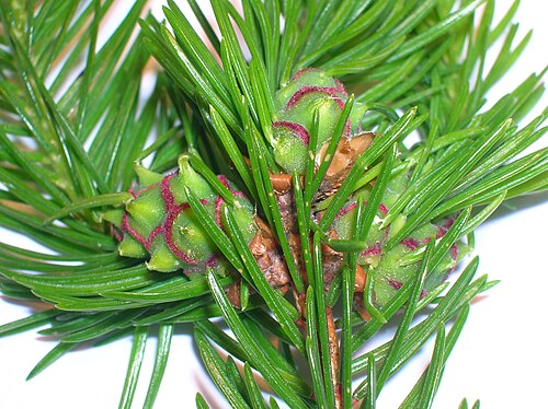 ヨーロッパトウヒに発生するパイナップル擬似円錐虫虫こぶ。原因はウールリーアブラムシの Adelges abietis によるもの。