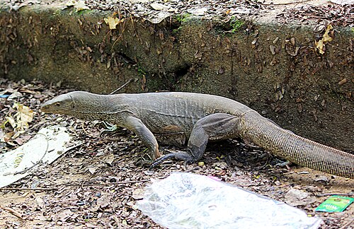ベンガルオオトカゲ Varanus bengalensis