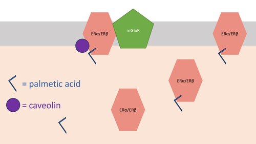 パルミトイル化後のカベオリンによる小胞体膜への局在化。