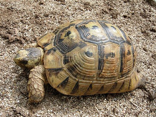 サルデーニャ島産のギリシャリクガメ。頭の黄色い斑点に注目
