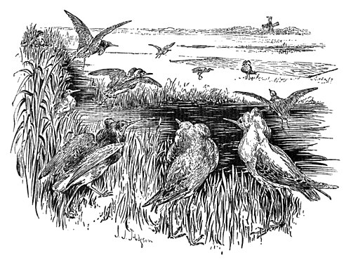 1897年に描かれた白黒の絵。餌が仕掛けられた場所に向かって移動するエリマキシギの群れが描かれている。何羽かは餌に向かって飛んでいる。餌場のそばの地面には網が置かれている。
