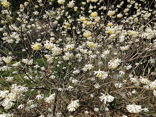皇居庭園の花、エッジワーシア・クリサンタ
