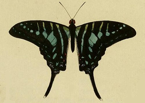 背側からの眺め、エキゾチックなパピリオンより (1779)