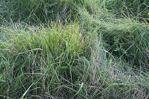 草の葉が柔らかな質感を与える
