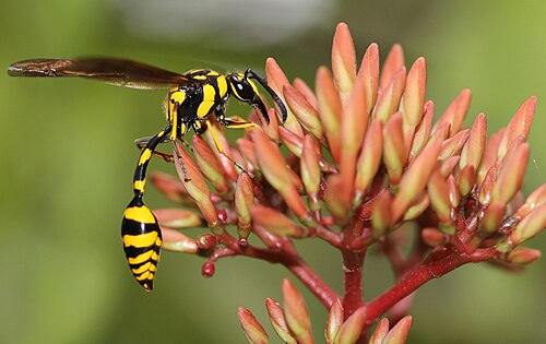 フィメネス・フラボピクトゥスが蜜を吸う