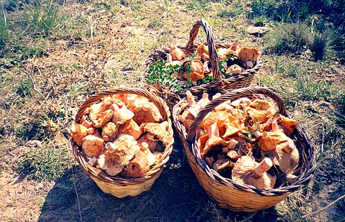 ロベロンまたはピナテル、野生のキノコ