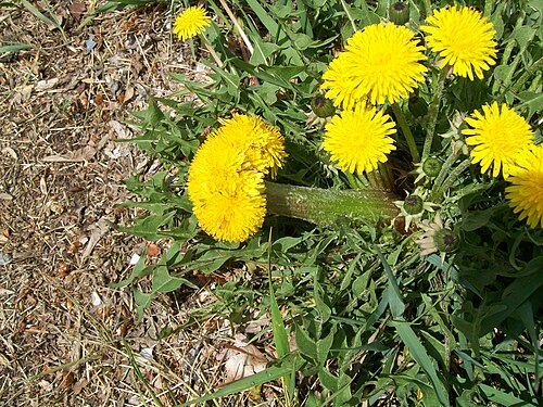 通常の花（右上）と束状花（中央）の両方が咲いている一般的なタンポポ。