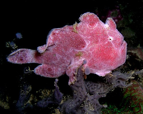 東ティモール産のオセラカエルアンコウ（学名：Antennarius ocellatus）。このカエルアンコウは、藻や海藻に覆われた岩のように擬態しており、じっと動かずに獲物が近づいてくるのを待ちます。