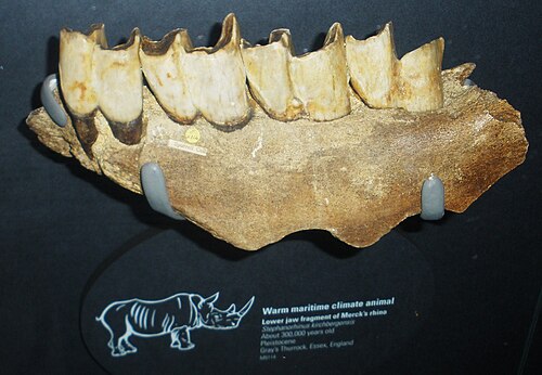 ロンドン国立博物館所蔵のイギリスの30万年前の歯骨片
