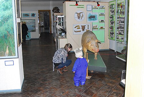 動物展示ホールのコレクション