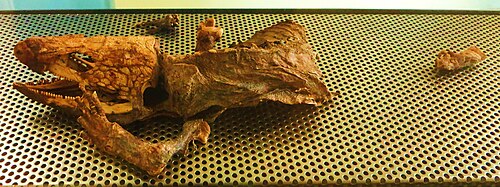 人類自然博物館にあるミイラ化した標本。