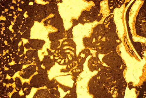 モロッコの中期リアス紀台地の潮上干潟に堆積した、潮汐やハリケーンによって移動した有孔虫を含む海洋性粒状石灰岩中のメニスカスと点接触セメント。干潟サイクルの最上部。中部アトラス山脈。