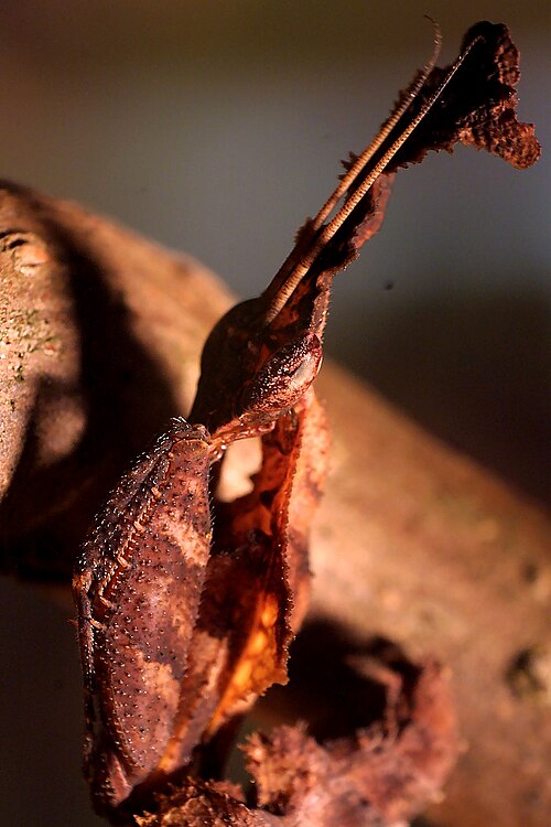 雄の Phyllocrania paradoxa、おそらく亜成虫