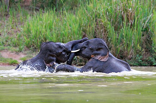 クイブリ国立公園のゾウ