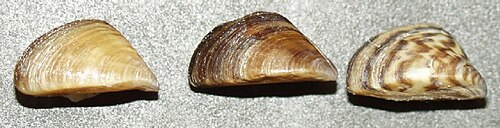 3種類のカラーバリエーションのシェル