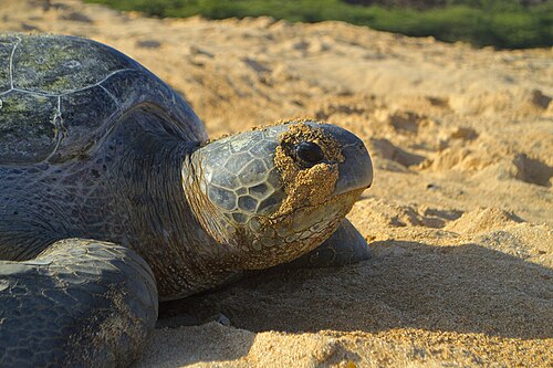 砂浜を歩くカメの頭と肩
